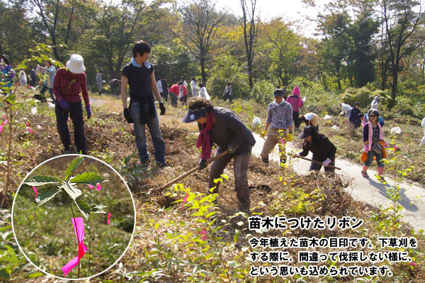 植林活動